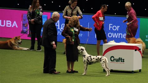 Crufts Betting - A Canine Competition Wagering Guide